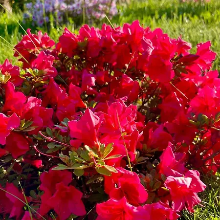 Kitterlelodge 1 à 4 Personnes Avec Vue * Guebwiller